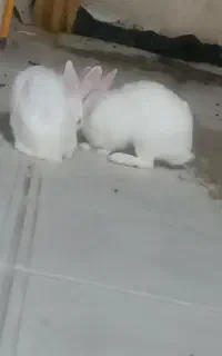 خرگوش فروشی