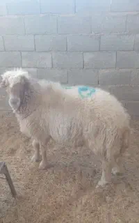 قورچ