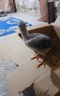 جوجه لاری