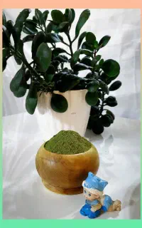 اویشن کوهی تازه تازه