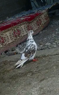کفتر