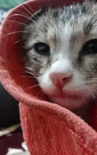 گربه ناز وبازی گوش