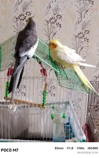 طوطی عروس سخنگو
