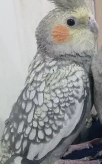 عروس هلندی گم شده