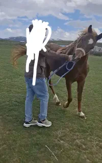 اسب عرب دوسر مصری