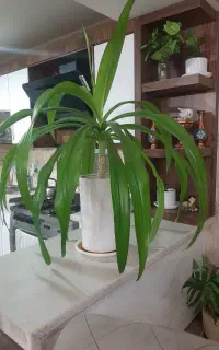 اشگ ملکه
