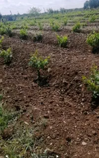 پرورش ماهی
