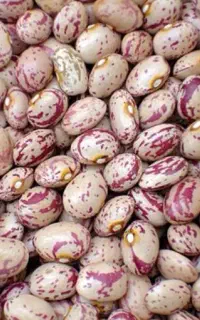 لوبیا چیتی