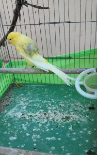 قناری رسمی بلند