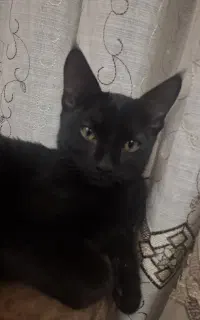 گربه سیاه نر خانگی 5 ماهه