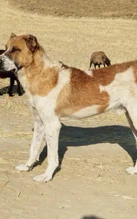 سگ خراسانی اصل