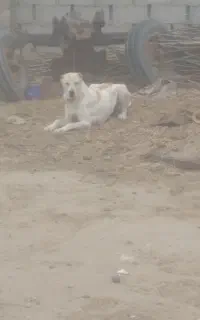 سگ ماده ترکمن