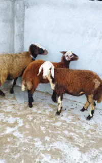 گوسفند و توقلی ماده جنس بالا