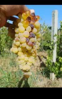 کارگر دارم برای گوجه چینی انگور میوه چین