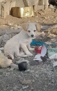 سگ اشپیز پا کوتاه
