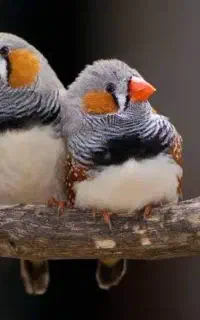 باسلام 5عدد فنج سالم و سرحال