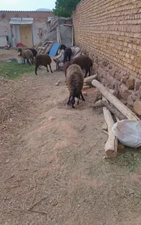 ۶ رس بره نر