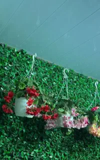 گل شمعدانی خارجی مثل طبیعی