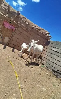 خر‌‌ زاییده