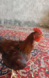 خروس جوان