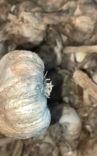 بذر سیر درجه یک