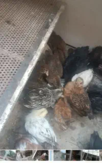 جوجه دو ماه