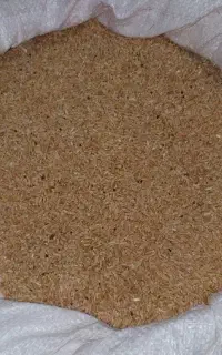 گندم کبوتر و مرغ .دان مرغ