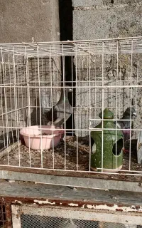 3عدد گنجه  قفس کفتر مرغ و