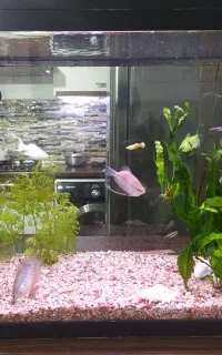 آکواریوم دلسا k580 به همراه وسایل