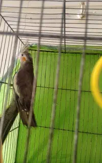 عروس هلندی ۵ ماهه ماده