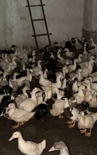 اردک۲ ماهه  ۱۸۰ عدد پلت خورده
