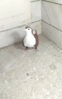 ساده سرخ قلدر