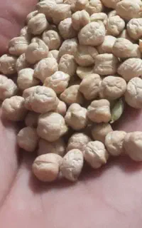 نخود تازه بوجاری