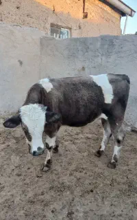 یک راس گوساله سیمینتال