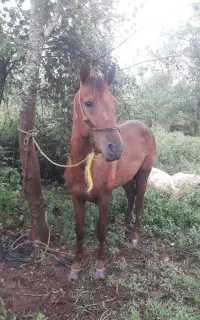 فروش نریان ۴ سال