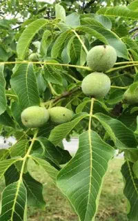 پیش فروش گردو ۱۰۰۰ متر تعداد 11درخت گردو
