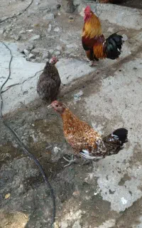 مرغ وخروس