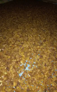توت خشک