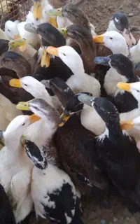 ۵۰۰ عدد اردک ۳ ماهه