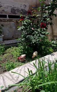 جوجه رنگی