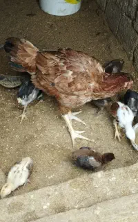 جوجه لاری بامرغ