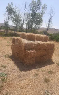 فروش علوفه یونجه