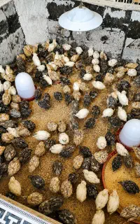 فروش بلدرچین عمده و خورده