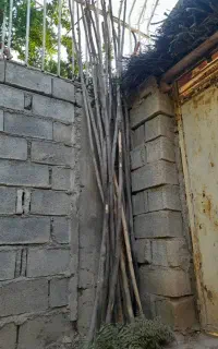 چوب گردو تکانی