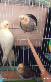 سه عدد عروس هلندی دانه ای 800