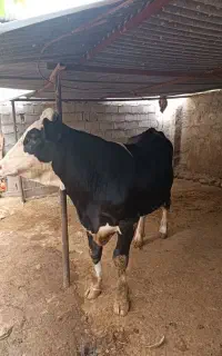 گاو نر سیمینتال