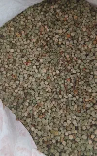 بذر نخود فرنگی سال اول مادری