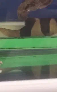 لوچ دلقک