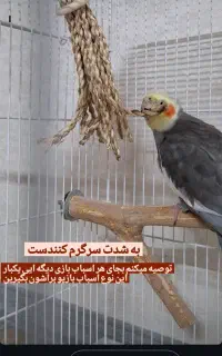 گمشده عروس هلندی