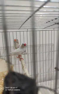فروش فنج نر و ماده سرحال